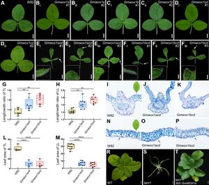 GmWOX1 regulates the mediolateral polarity of compound leaves in soybean. Fig. 2 CRISPR/Cas9-edited GmWOX1 mutants in soybean and complementation of the N. sylvestris lam1 mutant by GmWOX1.
