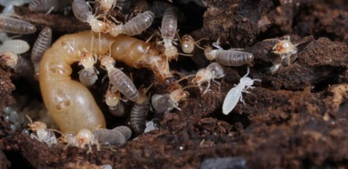 Diversification of termite diets was made possible by genome modifications