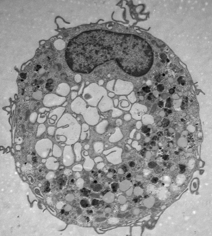 Immune Cell