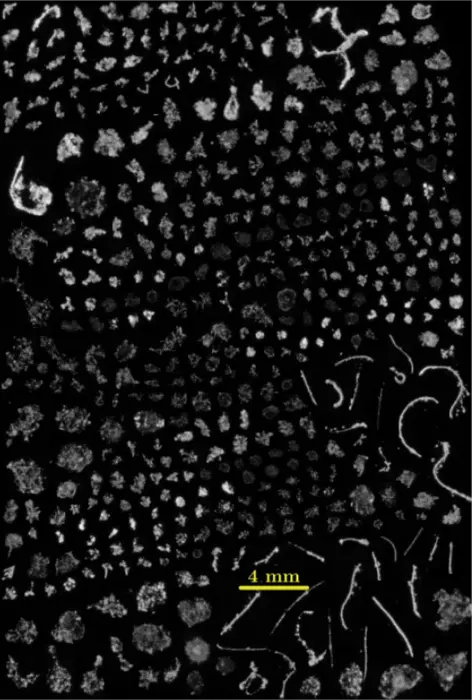 A variety of "snowflakes" that can be observed in the ocean