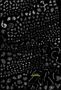 A variety of "snowflakes" that can be observed in the ocean