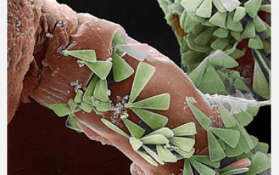 2008 Science and Engineering Visualization Challenge Winners Announced (2 of 3)