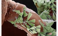 2008 Science and Engineering Visualization Challenge Winners Announced (2 of 3)