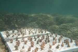 Coral Fragments
