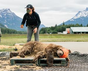 Grizzly bear cub during rewilding