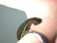 Medicinal Leeches