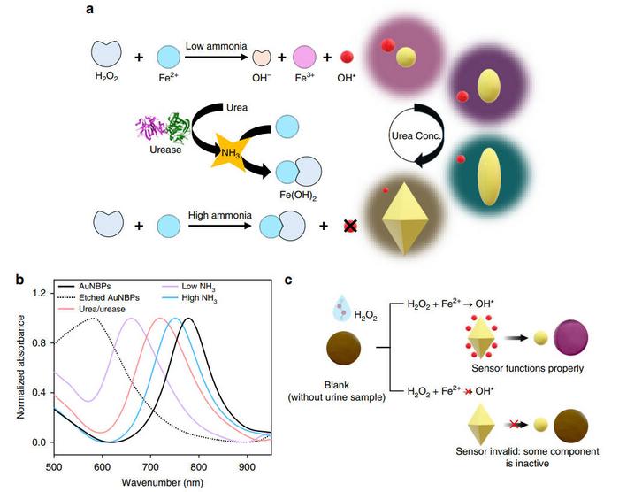 Design and working principle of the multicolor urea biosensor.