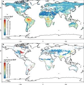 Rates of biological nitrogen fixation in natural (top) and agricultural ecosystems