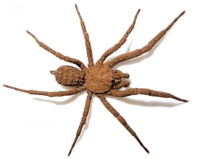 Male <i>Paratropis tuxtlensis</i>