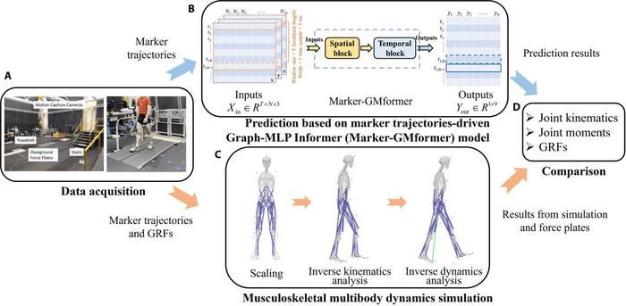 Workflows of predicting lower limb multi-joint kinematics, moments, and ground reaction forces (GRFs).