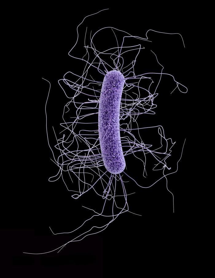 <em>Clostridium difficile</em> Cell
