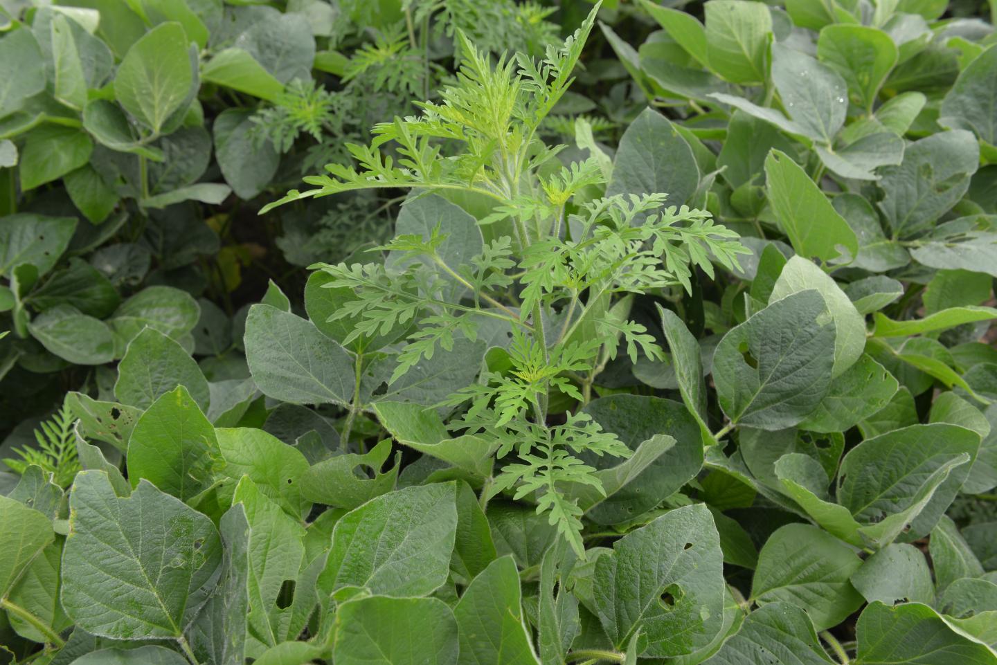 Ragweed in Soybean Field