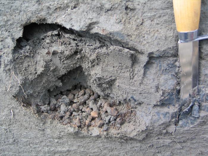 Fecal pellets