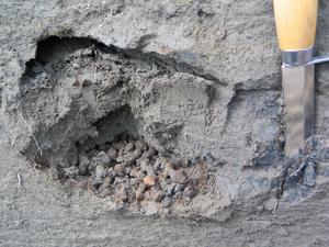 Fecal pellets