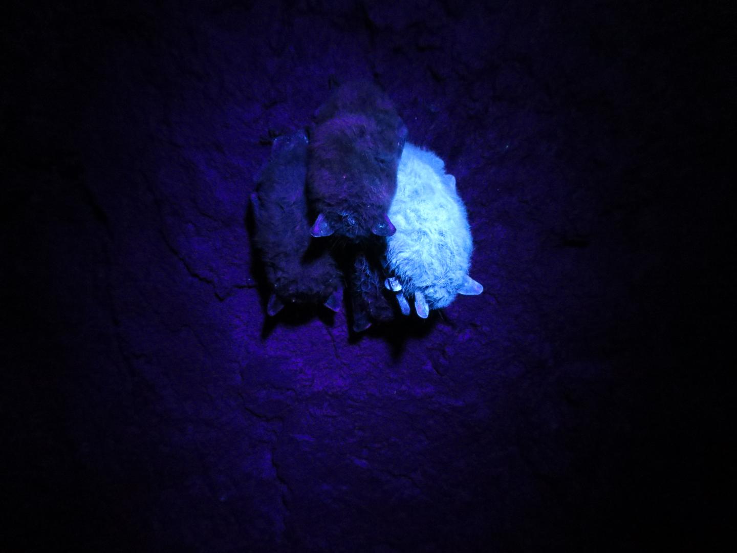 Researchers discover how 'cryptic' connections in disease transmission ...