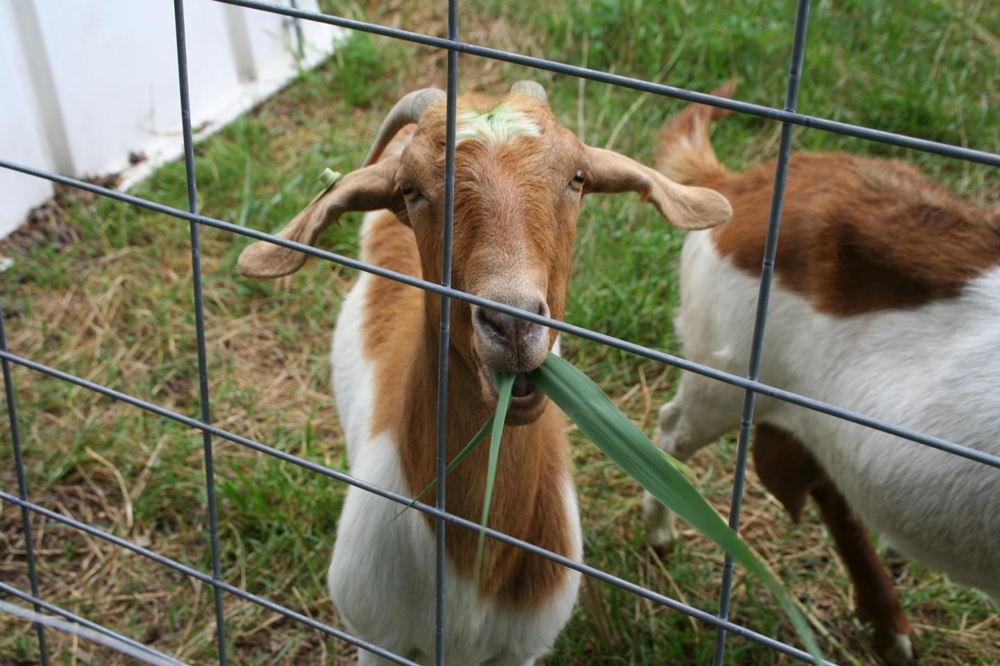 Goat