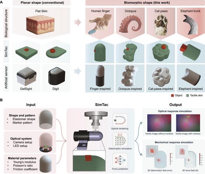 Bridging biological and artificial tactile sensing via SimTac: a simulator for modeling biomorphic-vision-based tactile sensors.