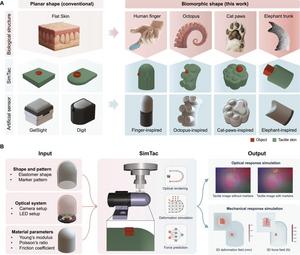 Bridging biological and artificial tactile sensing via SimTac: a simulator for modeling biomorphic-vision-based tactile sensors.