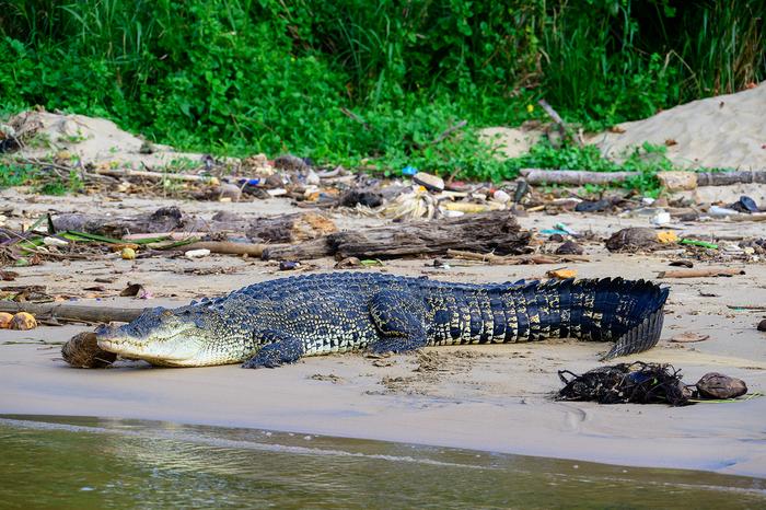 Saltwater crocodile