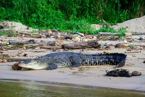 Saltwater crocodile