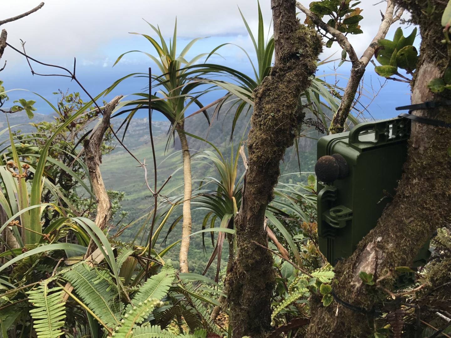 Automated Acoustic Recording Unit