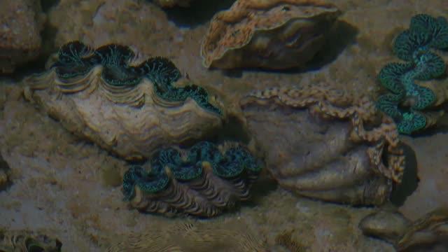 Contagious Cancers Are Spreading Among Shellfish 
