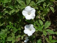The Herb Species <i>Merremia aturensis</i>
