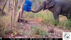 Elephant Foraging