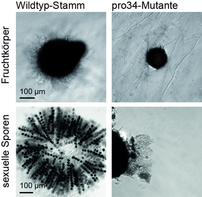 Sordaria macrospora