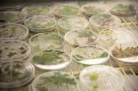 A study at the UTIA Center for Agricultural Synthetic Biology