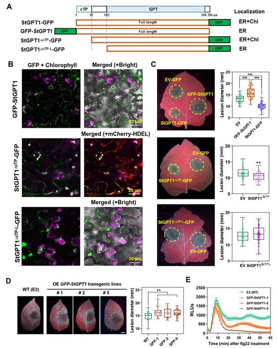 Positive regulation of StGPT1 in late blight resistance relies on its chloroplast localization.