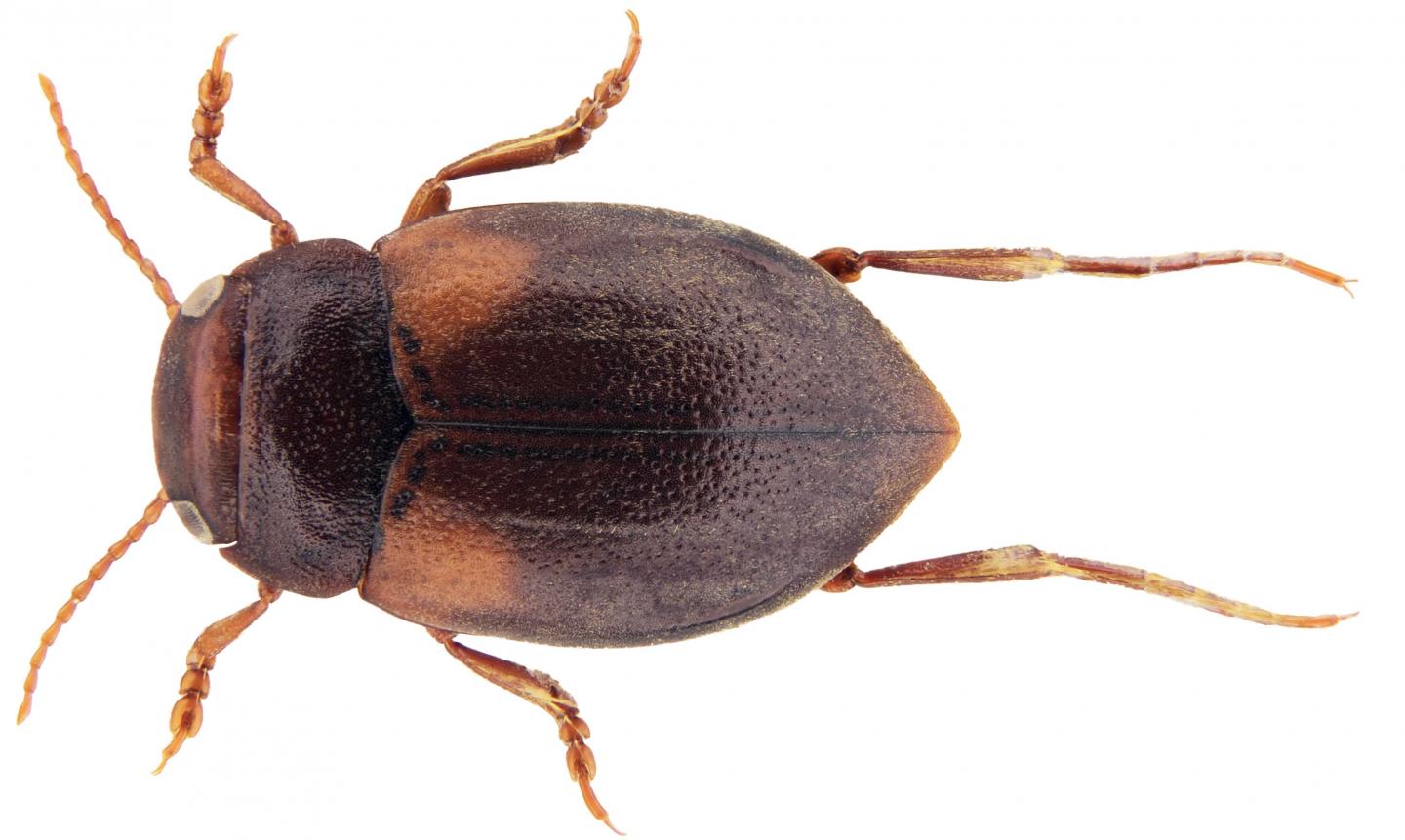 <i>Deronectes Latus</i>