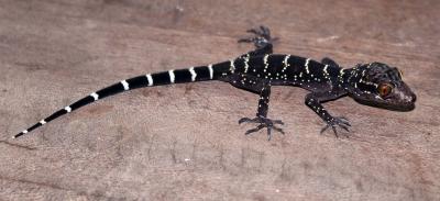 <i>Cyrtodactylus vilaphongi</i>