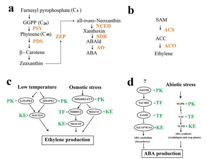 The signaling cascades that mediate environmental modulation of hormonal signal production in fruits.