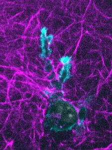 Dendritic cell crawls through collagen gel