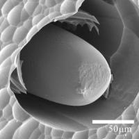 A Tiny Silicon Core