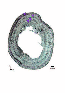 Growth marks in a femur of C. niloticus.