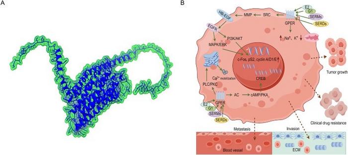 The predictive protein structure of GPER and its intracellular downstream non-genomic signaling pathways