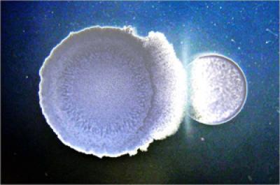 <i>B. subtilis</i>