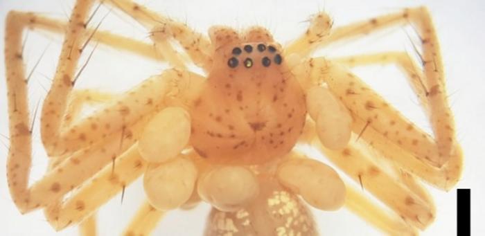 Second spider-parasitic mite described in Brazil