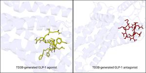 Agonists vs. Antagonists