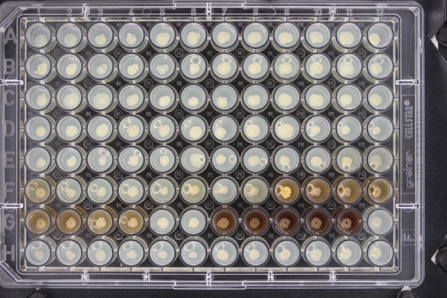 <em>Burkholderia cenocepacia</em>
