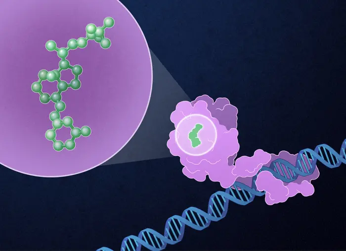 Paricalcitol and target cell illustration