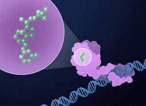 Paricalcitol and target cell illustration
