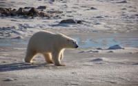 A Polar Bear Waiting for Ice to Form