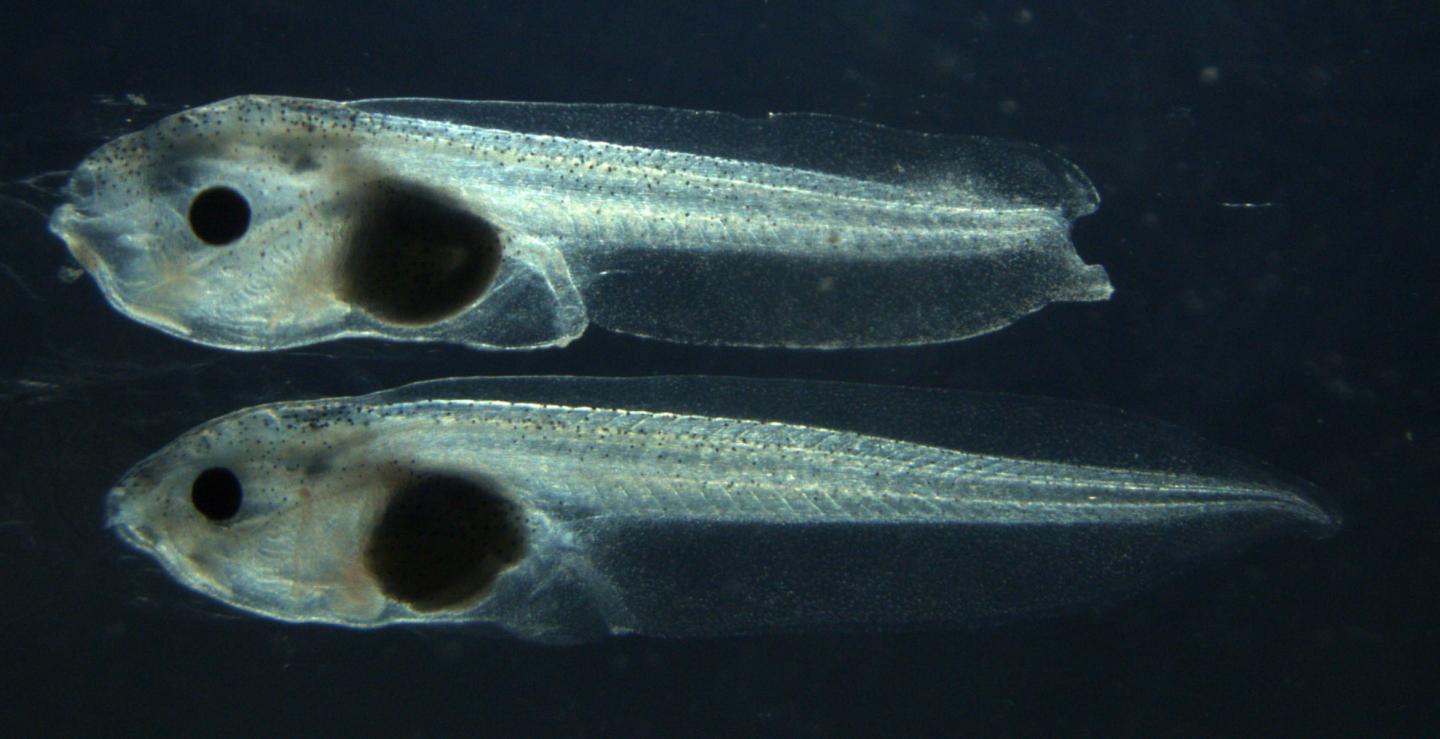 Tadpoles of African Clawed Frogs