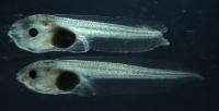 Tadpoles of African Clawed Frogs
