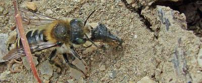 Bee