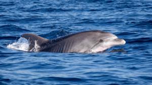 Bottlenose dolphin in the Adriatic Sea