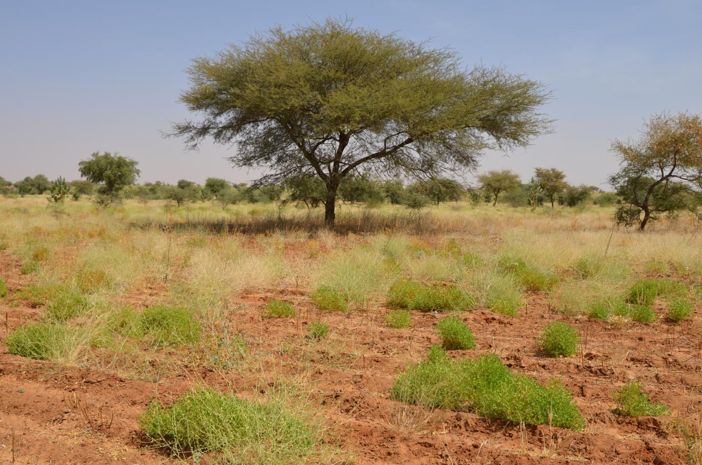Southern Africa